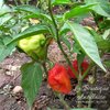 Piment Antillais Bondamanjak rouge jeune plant