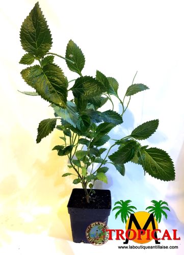 PLANT VERVEINE BLANCHE DES ANTILLES (Stachytarpheta jamaicensis)