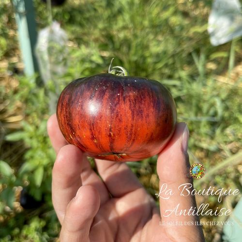 Tomate Red Beauty Plant