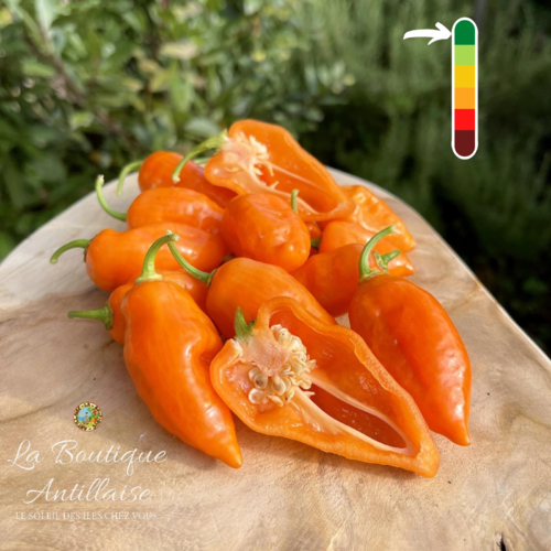 Piment Habanada - Végétarien orange - plant adulte