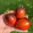 Tomate Gargamel Plant
