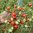 Tomate Cerise Red Centiflor Cherry Plant