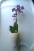 Vaso orquidea